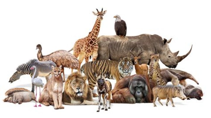All About The Animals That Delicately Munch On Daisies