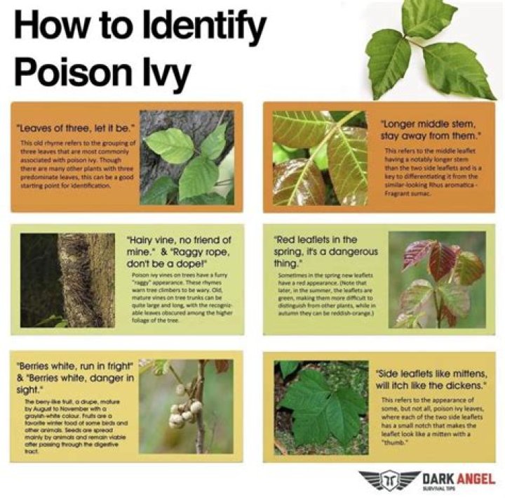 Comprehensive Guide To Poison Ivy: An Infographic