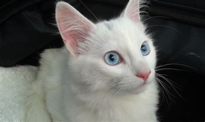 Discover The Captivating Allure Of Blue-Eyed Kittens: A Comprehensive Guide