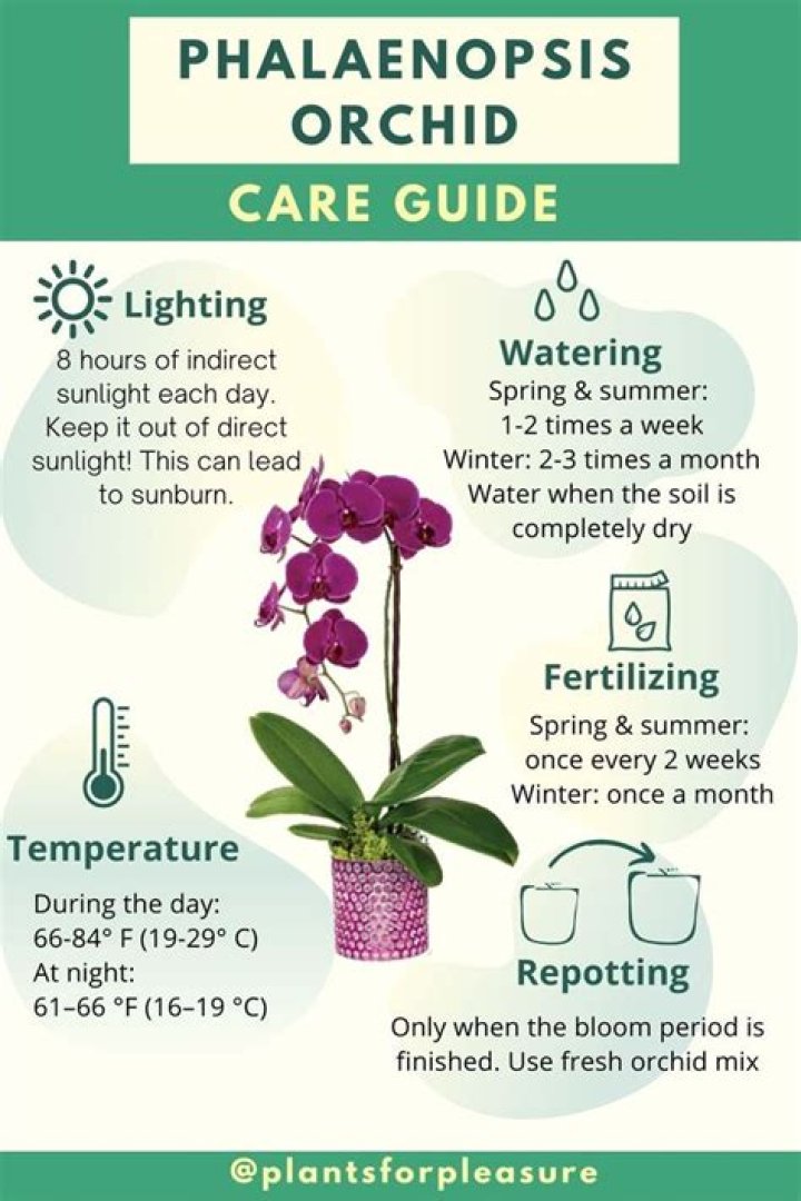 Discover The Enchanting Phalaenopsis Surf Song: A Guide To Its Unique Charm And Care