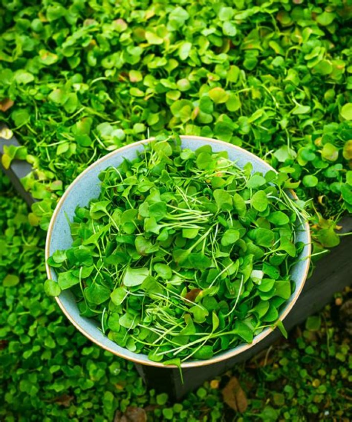 Stunning Purslane Images That Will Inspire Your Garden