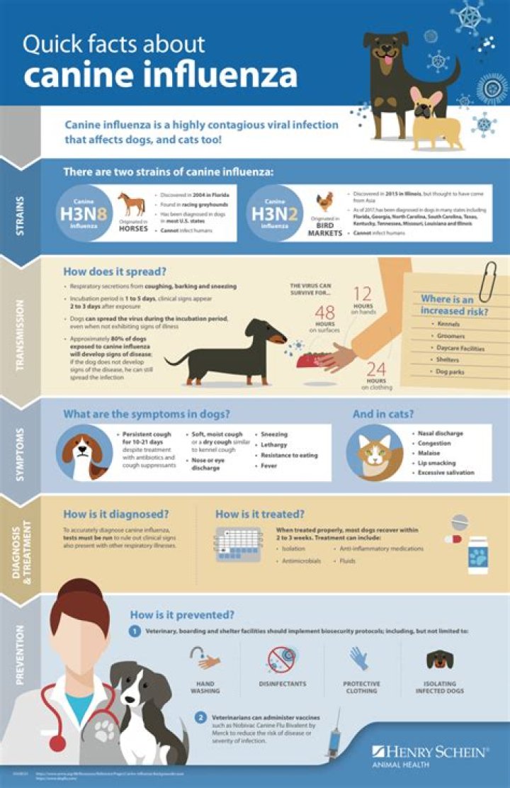 The Ultimate Guide To Bivalent Canine Influenza: Prevention, Symptoms, And Treatment