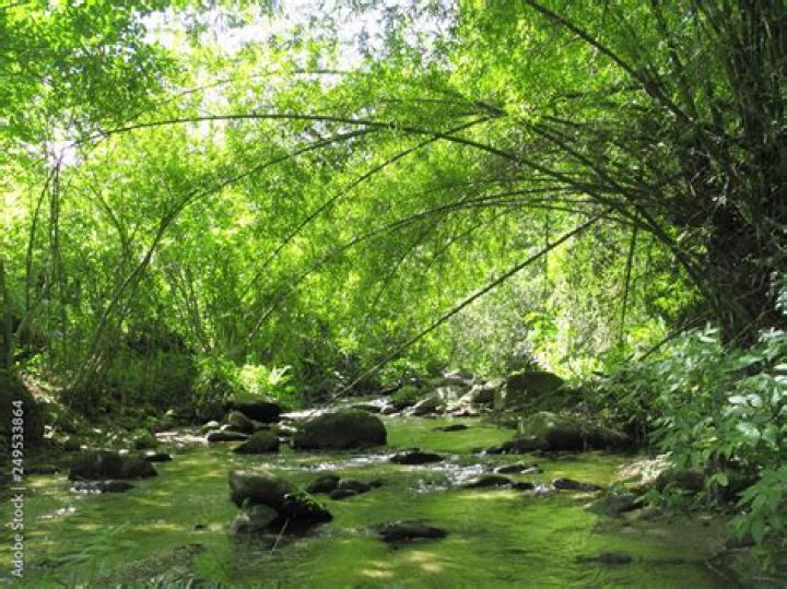 The Ultimate Guide To Exploring The Wonders Of Pittier National Park