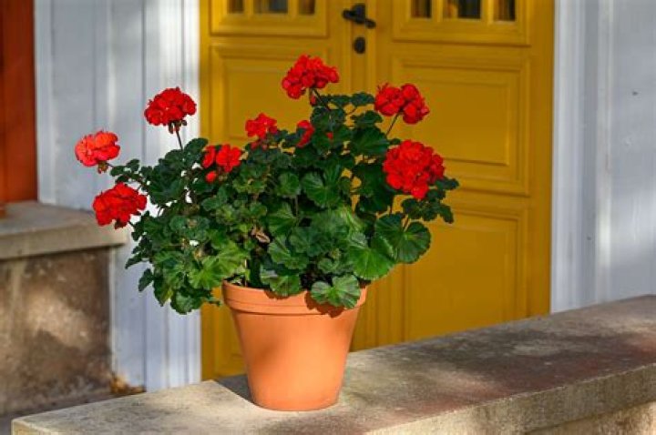 The Ultimate Guide To Thriving Balcony Geraniums: Tips And Tricks