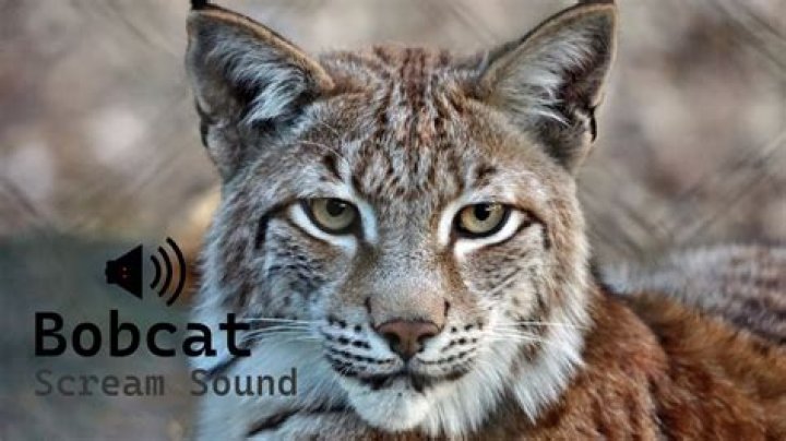 Uncover The Astonishing Significance Of Bobcat Screams