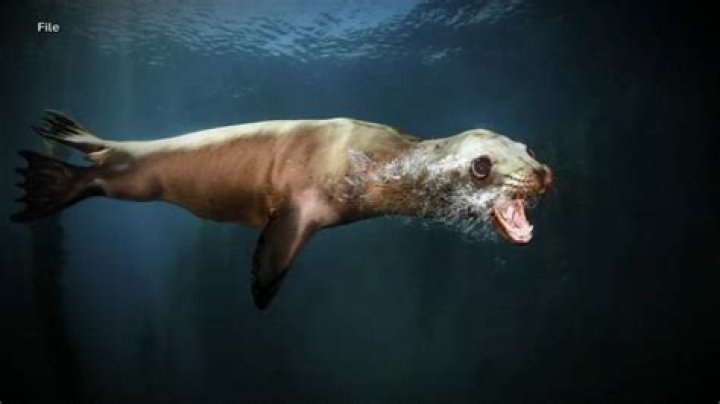 Watch The Captivating Dance Of The Sea Lion!